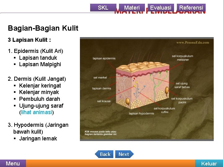 SKL Materi Evaluasi Referensi MATERI PEMBELAJARAN Bagian-Bagian Kulit 3 Lapisan Kulit : 1. Epidermis