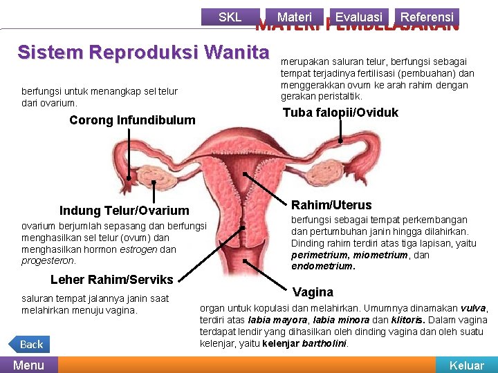 SKL Materi Evaluasi Referensi MATERI PEMBELAJARAN Sistem Reproduksi Wanita merupakan saluran telur, berfungsi sebagai