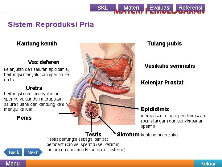 SKL Materi Evaluasi Referensi MATERI PEMBELAJARAN Sistem Reproduksi Pria Kantung kemih Tulang pubis Vas