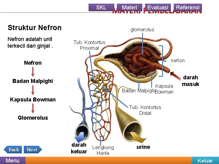 SKL Materi Evaluasi Referensi MATERI PEMBELAJARAN Struktur Nefron adalah unit terkecil dari ginjal. glomerolus