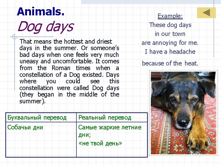 Animals. Dog days That means the hottest and driest days in the summer. Or