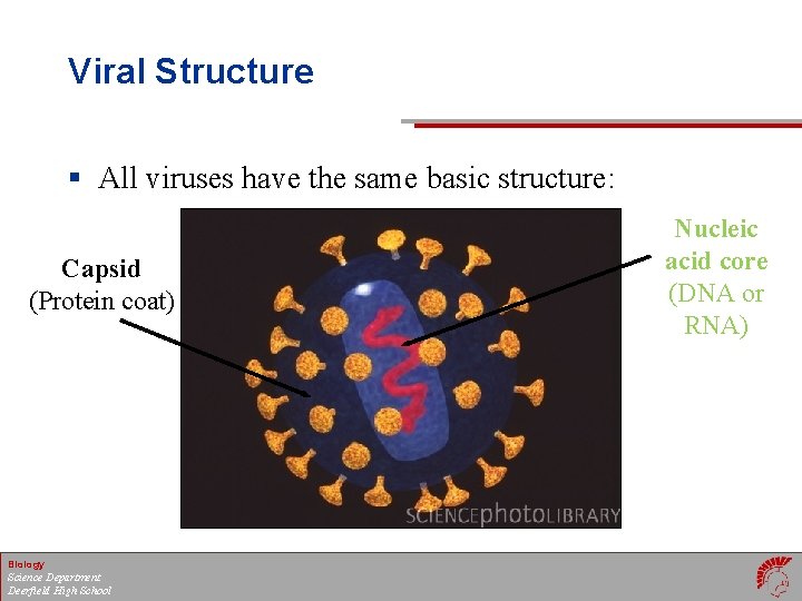 Viral Structure § All viruses have the same basic structure: Capsid (Protein coat) Biology