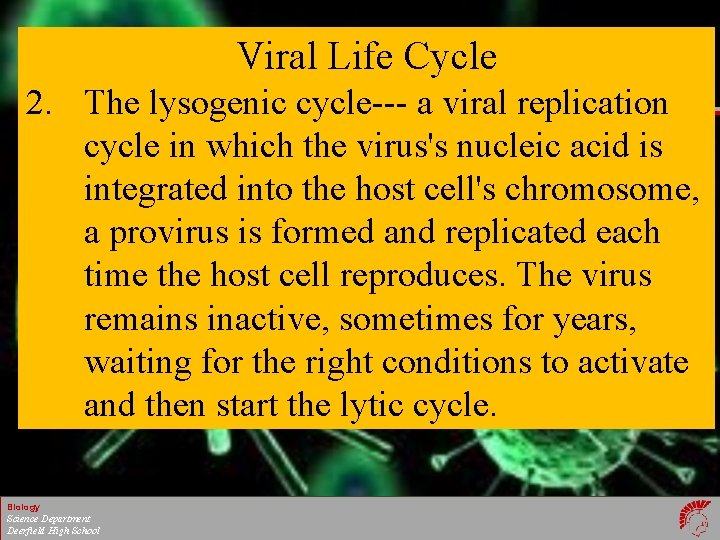 Viral Life Cycle 2. The lysogenic cycle--- a viral replication cycle in which the