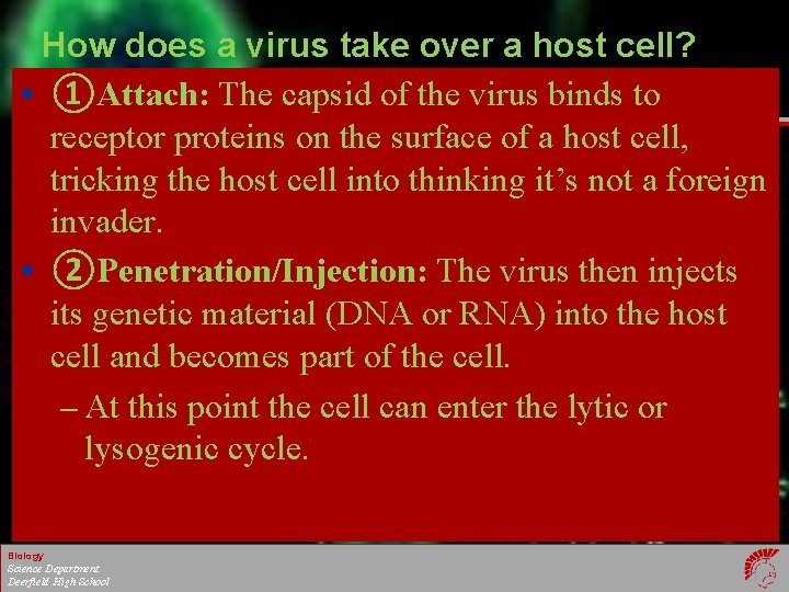 How does a virus take over a host cell? § ①Attach: The capsid of