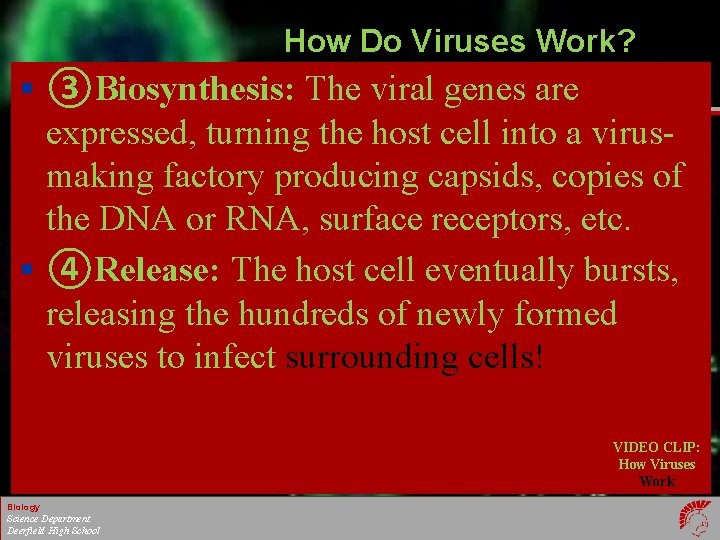 How Do Viruses Work? § ③Biosynthesis: The viral genes are expressed, turning the host