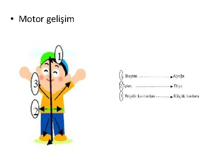  • Motor gelişim 