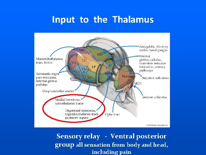 Input to the Thalamus Sensory relay - Ventral posterior group all sensation from body