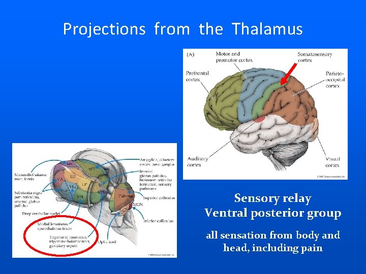 Projections from the Thalamus Sensory relay Ventral posterior group all sensation from body and