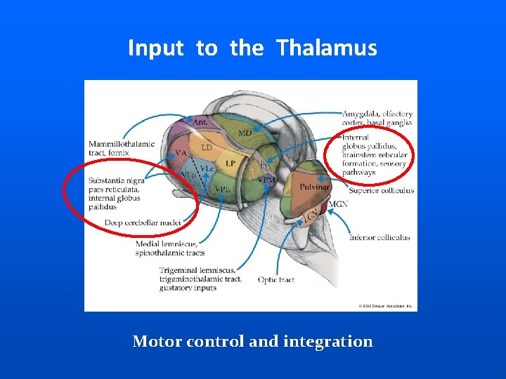 Input to the Thalamus Motor control and integration 