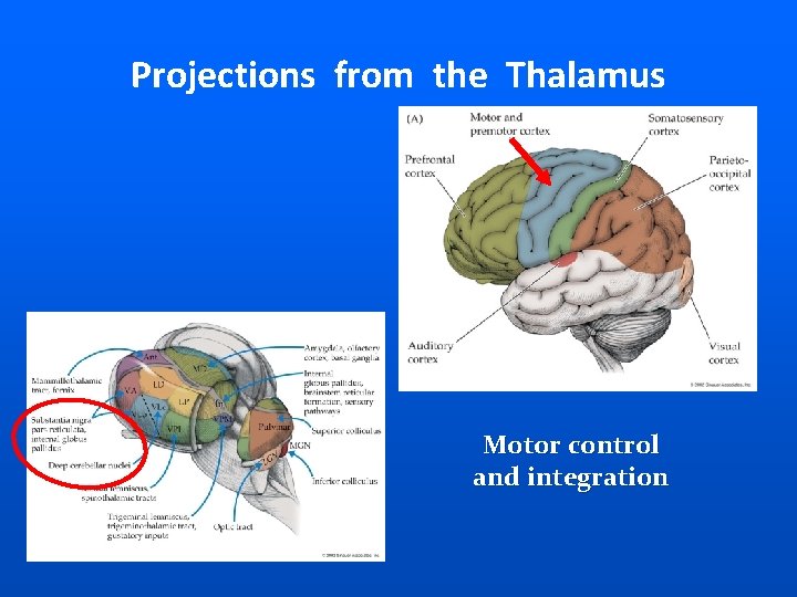 Projections from the Thalamus Motor control and integration 