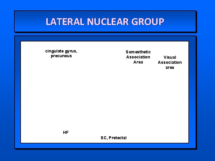 LATERAL NUCLEAR GROUP cingulate gyrus, precuneus Somesthetic Association Area HF SC, Pretectal Visual Association