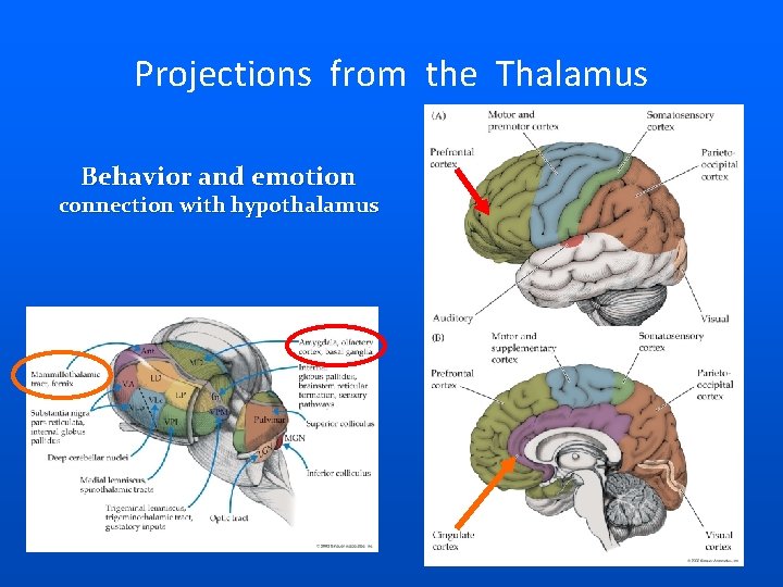 Projections from the Thalamus Behavior and emotion connection with hypothalamus 