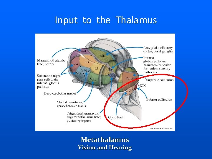 Input to the Thalamus Metathalamus Vision and Hearing 