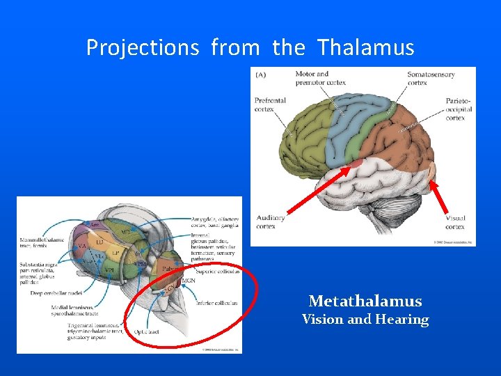 Projections from the Thalamus Metathalamus Vision and Hearing 