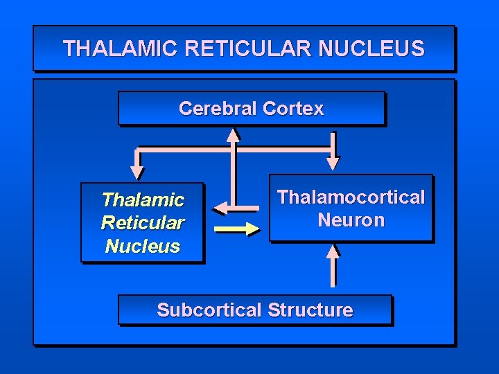 THALAMIC RETICULAR NUCLEUS Cerebral Cortex Thalamic Reticular Nucleus Thalamocortical Neuron Subcortical Structure 
