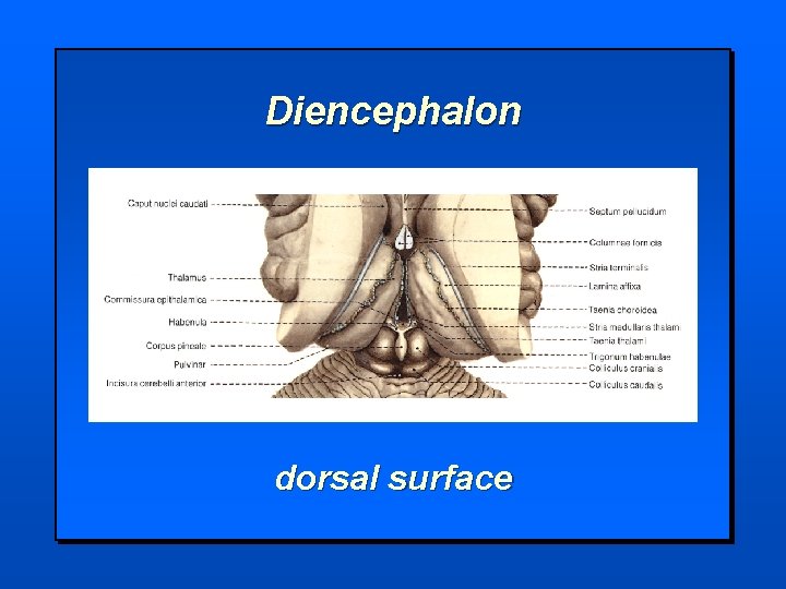 Diencephalon dorsal surface 