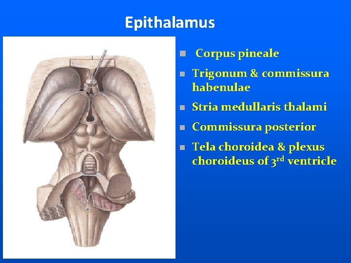 Epithalamus n Corpus pineale n Trigonum & commissura habenulae n Stria medullaris thalami n