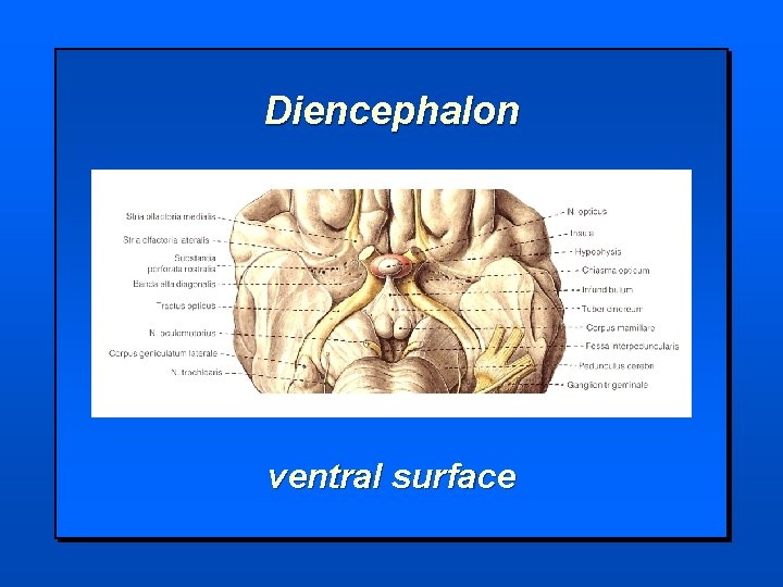 Diencephalon ventral surface 