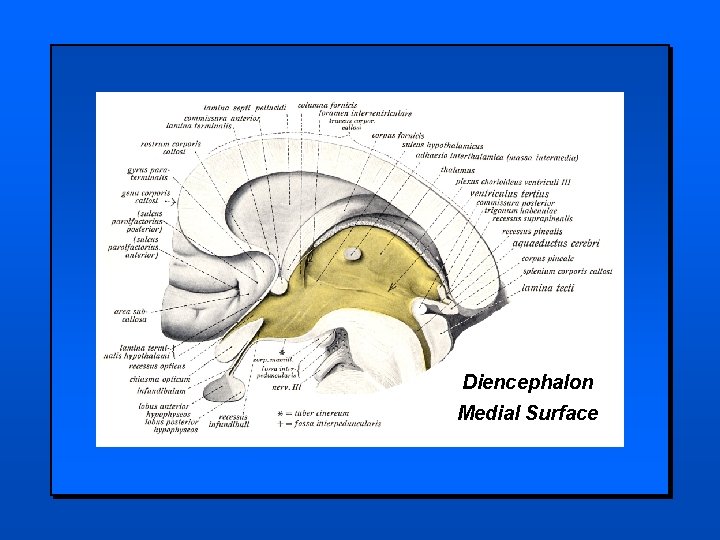 Diencephalon Medial Surface 