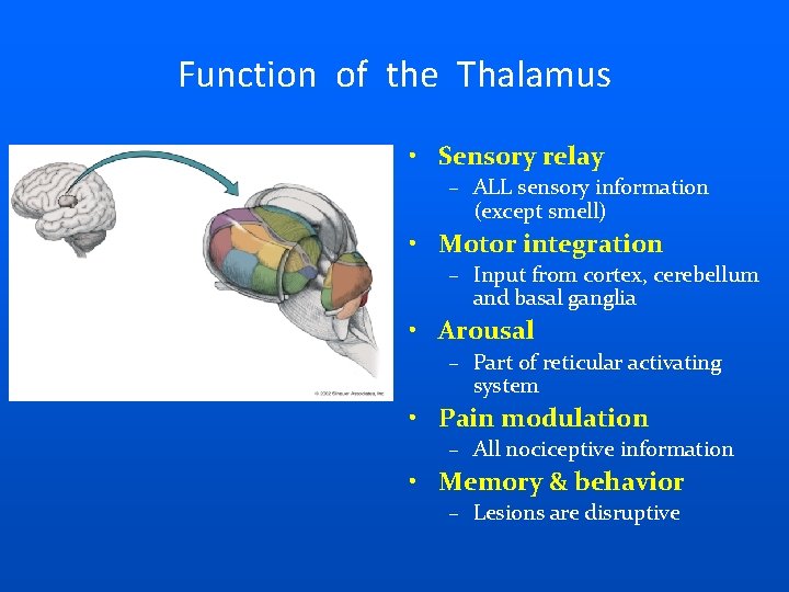 Function of the Thalamus • Sensory relay – ALL sensory information (except smell) •