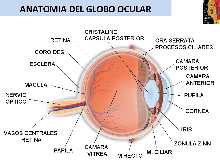 ANATOMIA DEL GLOBO OCULAR RETINA CRISTALINO CAPSULA POSTERIOR COROIDES ORA SERRATA PROCESOS CILIARES CAMARA