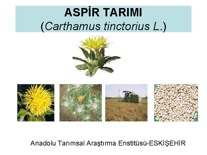 ASPİR TARIMI (Carthamus tinctorius L. ) Anadolu Tarımsal Araştırma Enstitüsü-ESKİŞEHİR 