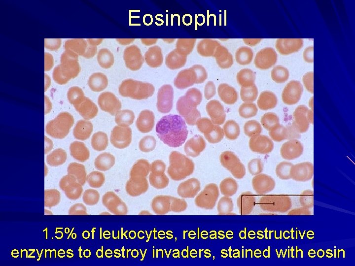 Eosinophil 1. 5% of leukocytes, release destructive enzymes to destroy invaders, stained with eosin