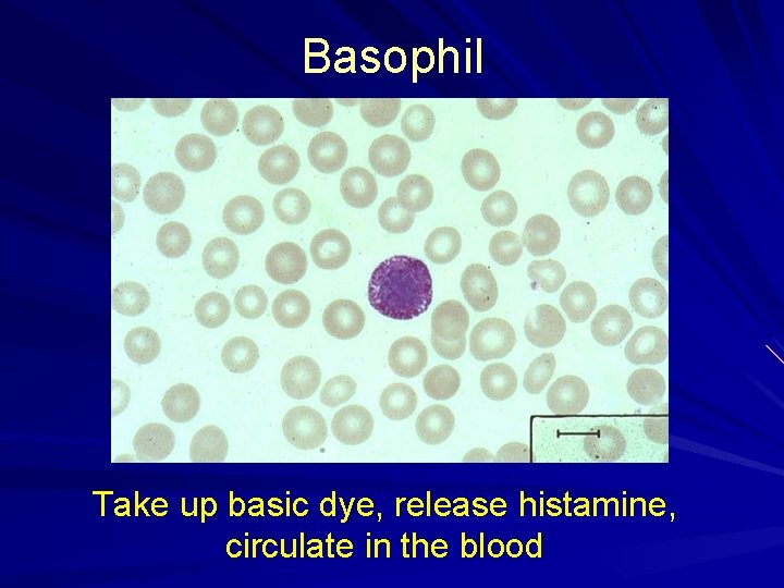 Basophil Take up basic dye, release histamine, circulate in the blood 