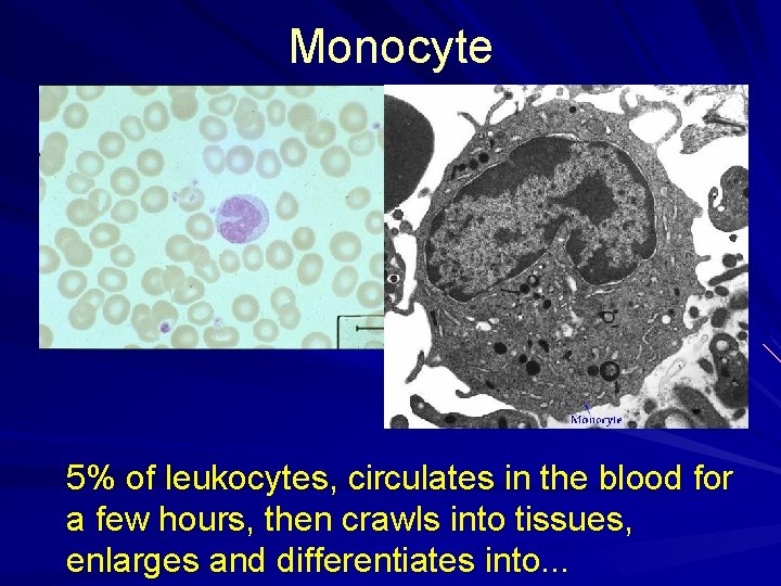 Monocyte 5% of leukocytes, circulates in the blood for a few hours, then crawls