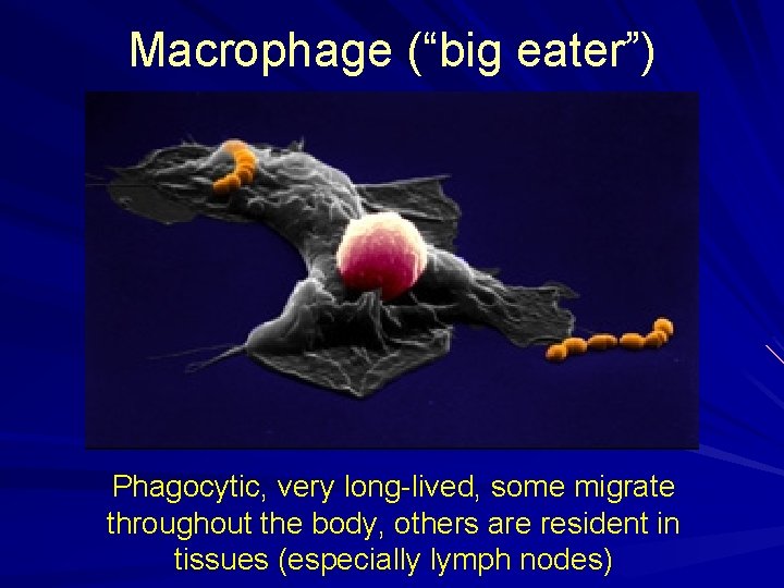 Macrophage (“big eater”) Phagocytic, very long-lived, some migrate throughout the body, others are resident