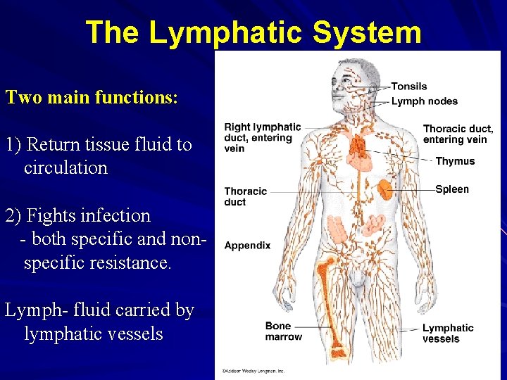 The Lymphatic System Two main functions: 1) Return tissue fluid to circulation 2) Fights