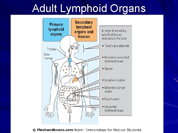 Adult Lymphoid Organs 