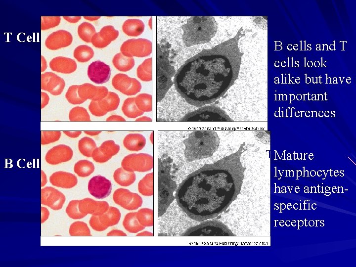 T Cell B cells and T cells look alike but have important differences T