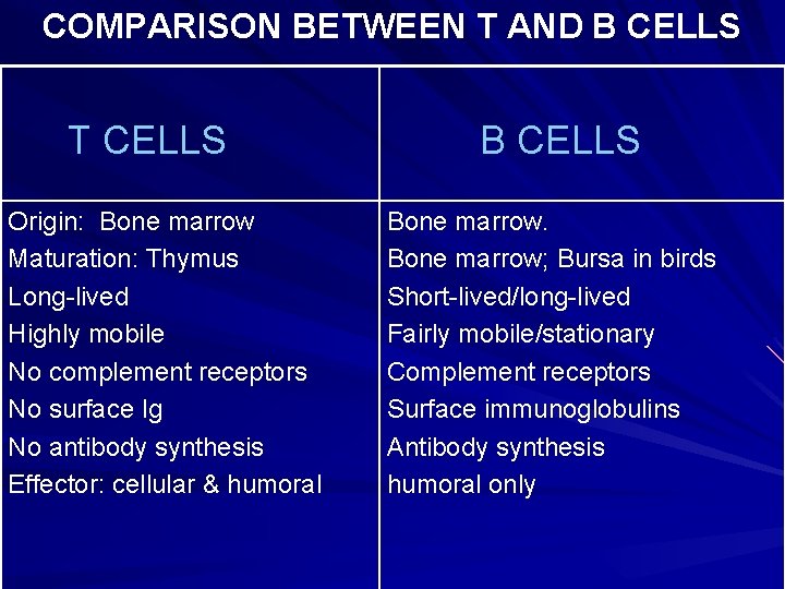 COMPARISON BETWEEN T AND B CELLS T CELLS Origin: Bone marrow Maturation: Thymus Long-lived