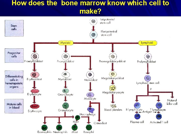How does the bone marrow know which cell to make? 