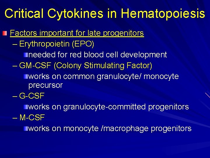 Critical Cytokines in Hematopoiesis Factors important for late progenitors – Erythropoietin (EPO) needed for