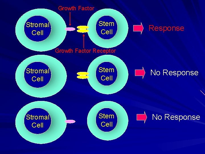 Growth Factor Stromal Cell Stem Cell Response Growth Factor Receptor Stromal Cell Stem Cell