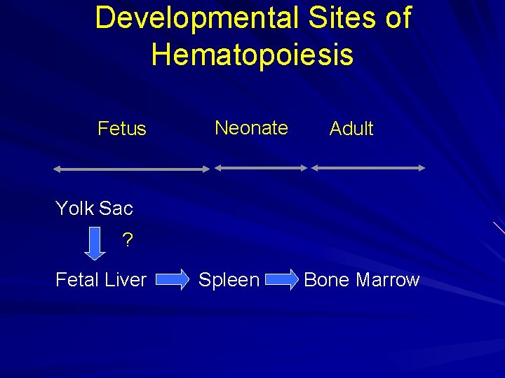 Developmental Sites of Hematopoiesis Fetus Neonate Adult Yolk Sac ? Fetal Liver Spleen Bone