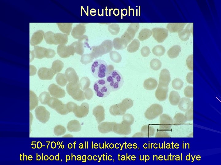 Neutrophil 50 -70% of all leukocytes, circulate in the blood, phagocytic, take up neutral