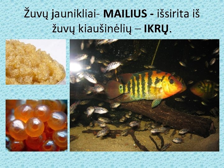 Žuvų jaunikliai- MAILIUS - išsirita iš žuvų kiaušinėlių – IKRŲ. 