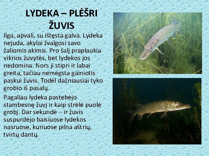 LYDEKA – PLĖŠRI ŽUVIS Ilga, apvali, su ištęsta galva. Lydeka nejuda, akylai žvalgosi savo