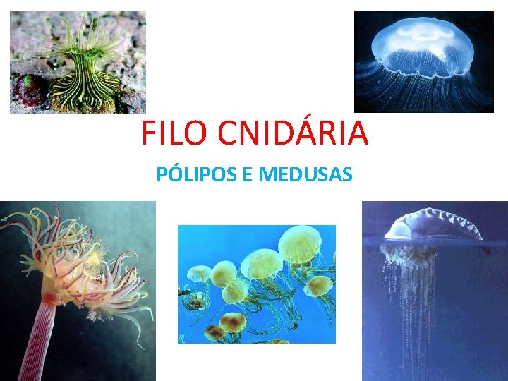 FILO CNIDÁRIA PÓLIPOS E MEDUSAS 