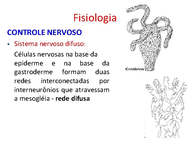 Fisiologia CONTROLE NERVOSO § Sistema nervoso difuso: Células nervosas na base da epiderme e
