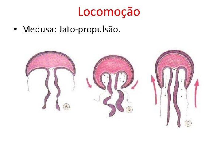 Locomoção • Medusa: Jato-propulsão. Locomoção • Medusa: Jato-propulsão.