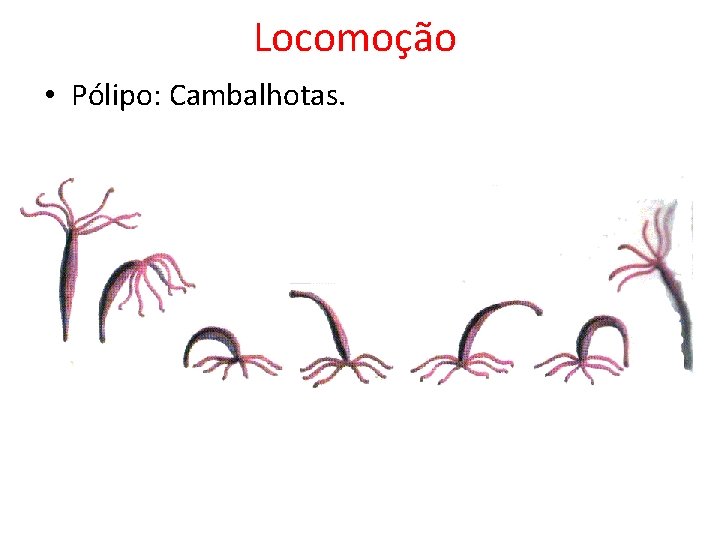 Locomoção • Pólipo: Cambalhotas. Locomoção • Pólipo: Cambalhotas.