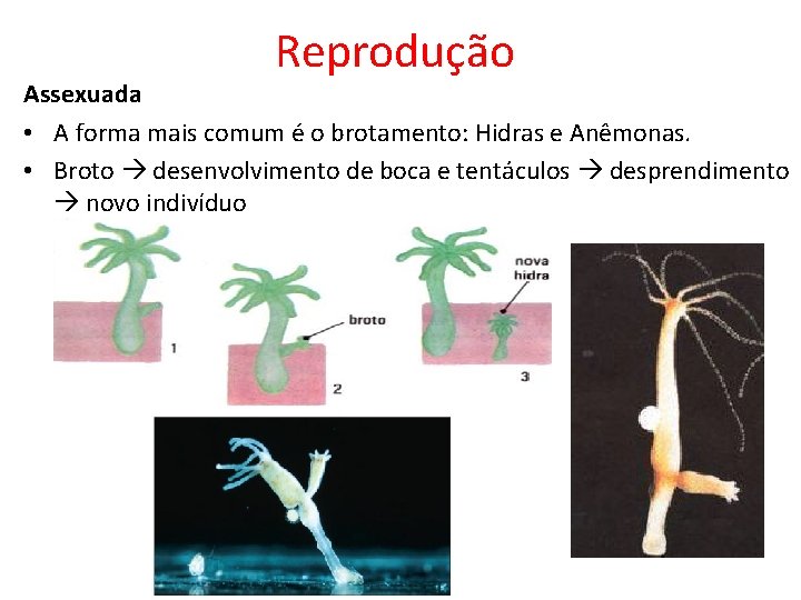 Reprodução Assexuada • A forma mais comum é o brotamento: Hidras e Anêmonas. • Reprodução Assexuada • A forma mais comum é o brotamento: Hidras e Anêmonas. •
