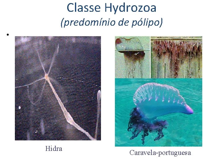 Classe Hydrozoa (predomínio de pólipo) • . Hidra Caravela-portuguesa Classe Hydrozoa (predomínio de pólipo) • . Hidra Caravela-portuguesa