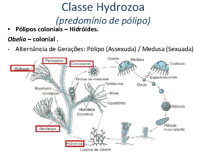 Classe Hydrozoa (predomínio de pólipo) • Pólipos coloniais – Hidróides. Obelia – colonial. -