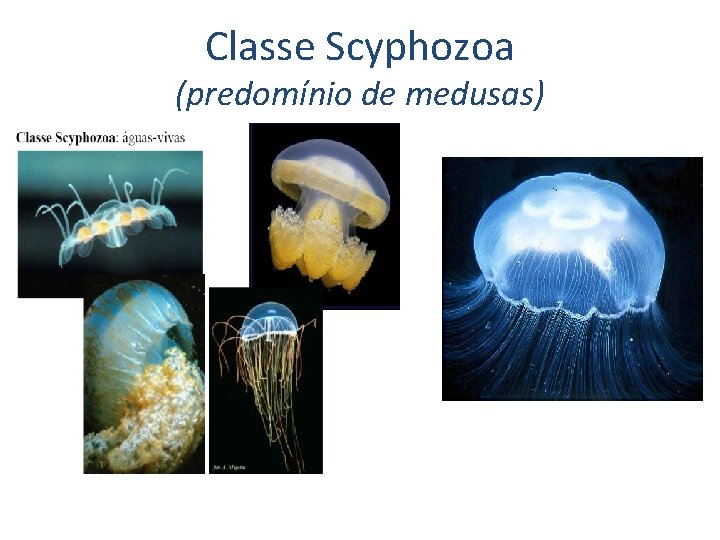 Classe Scyphozoa (predomínio de medusas) 