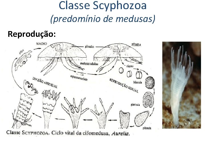 Classe Scyphozoa (predomínio de medusas) Reprodução: 